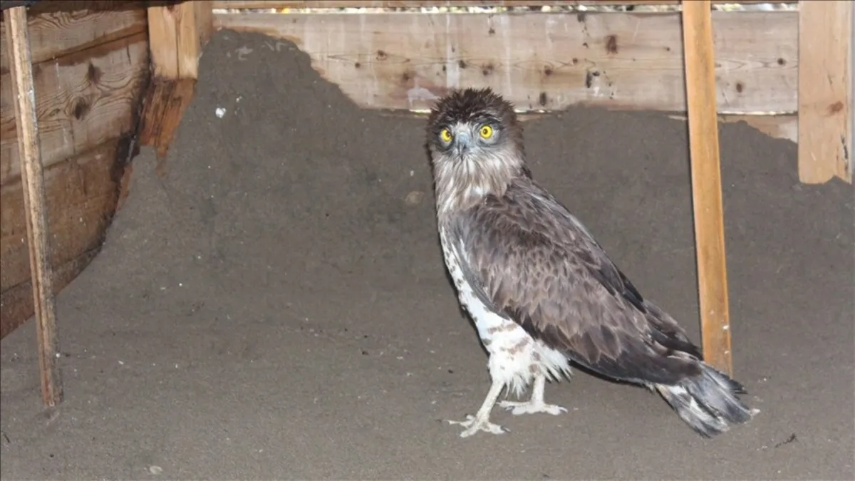 Yaralı bulunan yılan kartalı Samsun'da tedavi ediliyor