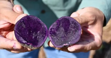 Japonların uzun yaşam sırrı bulundu! Bunu tüketen 100 yaşını görüyor...