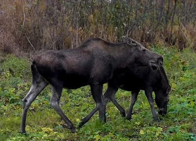 Ailecek şehirde görüntülendiler