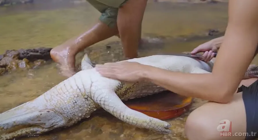 Hayatta kalmak için avladıkları timsahın karnından çıkanlar şoke etti! Mide bulandıran görüntü 17