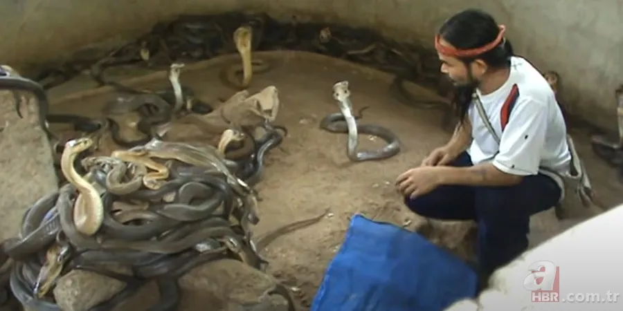 Yılan gösterisi için kobra seçen adam rahatlığıyla hayretler içinde bıraktı! 1