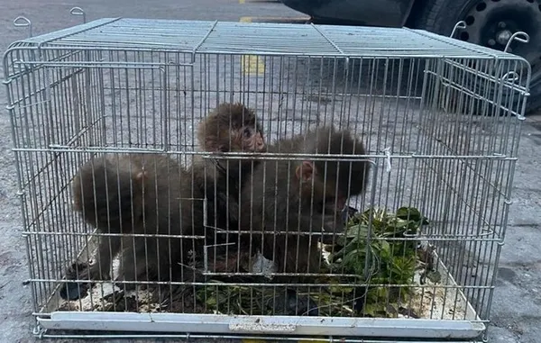 Kod adı karne operasyonu! Mankene yavru aslan iş insanına kaplan yavrusu - 5
