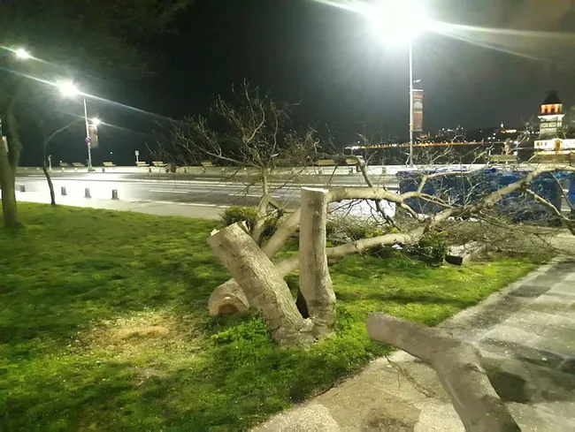 İstanbul’da gece yarısı Kız Kulesi'nin karşısındaki ağaçları keserken yakalandılar - 1