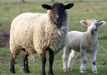 Kurban eti, derisi, bağırsakları gibi kurban ürünlerinin satılması caiz midir?