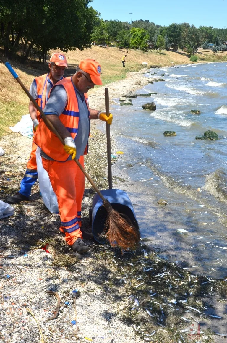 İstanbul'da büyük skandal ve acı veren görüntüler! Küçükçekmece'deki balık ölümlerinin nedeni ne? 23