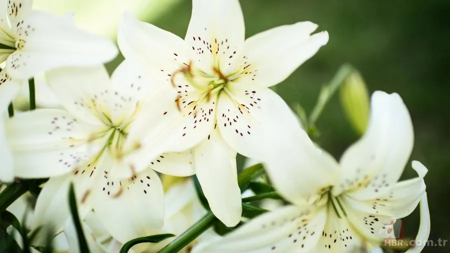 Tüm bildiklerinizi unutun! TDK bir çok sözcüğün yazımında değişikliğe gitti 15