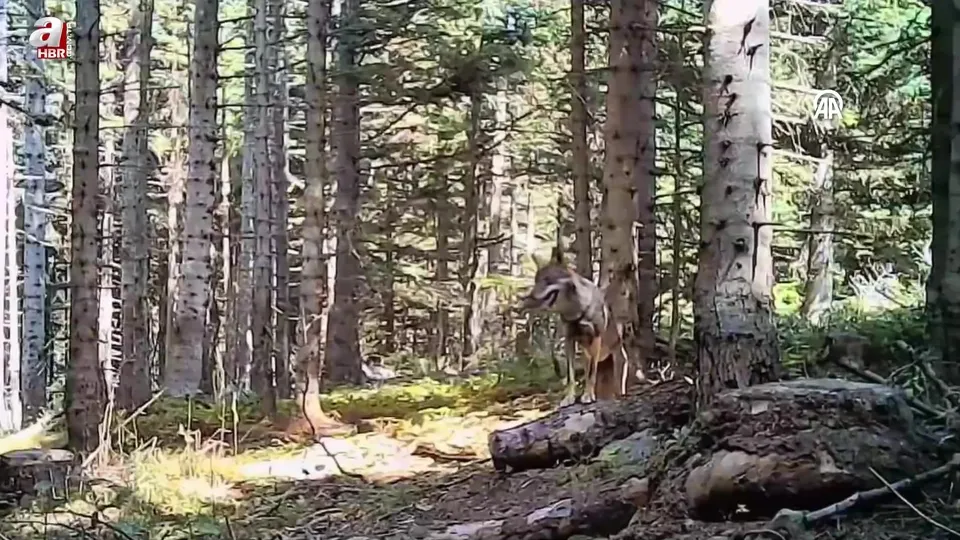 Bolu ormanlarındaki yaban hayvanları fotokapanla görüntülendi
