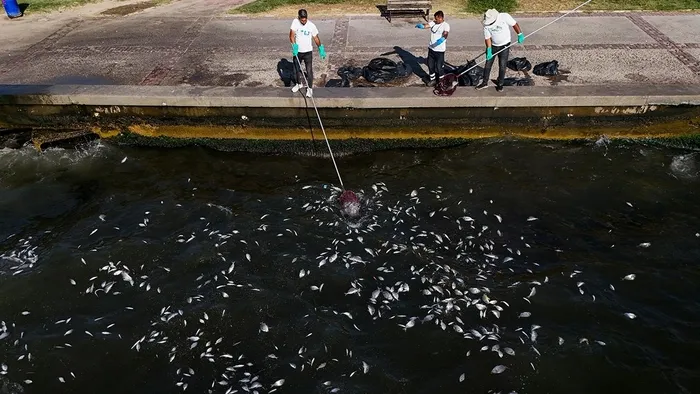 İzmir Körfezi’nde balık ölümleri devam ediyor! Belediye Başkanı Tugay: Balıklar buraya ait değil