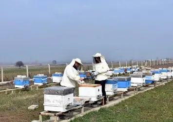 Üniversiteli Elif, babasıyla arcılık yapıyor