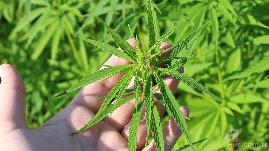 Tıbbi kenevir nedir, eczanelerde satılmaya başlandı mı? Sağlığa faydaları neler, hangi hastalıkların tedavisinde kullanılır? 5