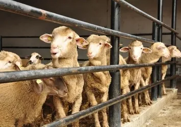 Kurban kesimi sırasında hijyen kurallarına uymak hayati önem taşıyor