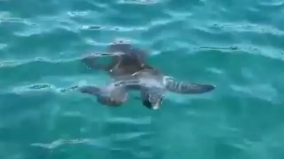 Antalya’da caretta caretta saldırısı! Rus uyruklu kadın dehşeti yaşadı!