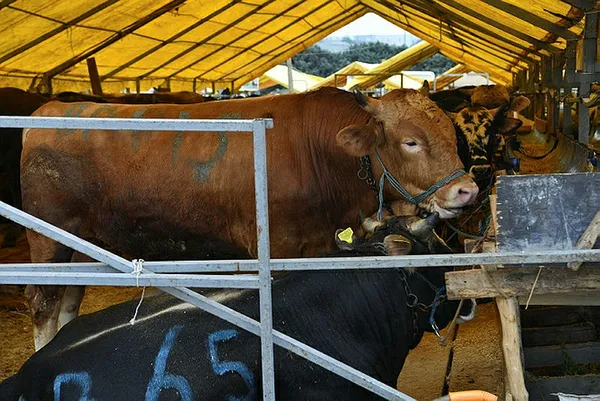 Kurbanlık alacaklara büyük kolaylık! Bakanlığın uygulaması ile tüm bilgilere ulaşmak mümkün - 2