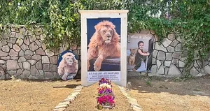 Çiftçiyi yaralayan aslana temsili mezar yaptırdı