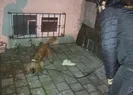30 adrese operasyon! Narkotik köpeği Ceviz işbaşında
