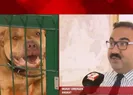 Dört köpek türüne yasak