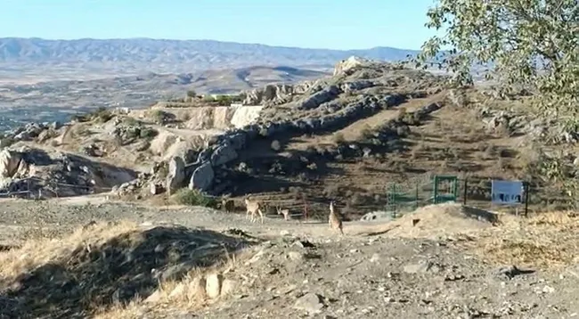 elazigda-yaban-kecileri-tarihi-harput-kalesine-indi-1632572880652.jpg Elazığ’da yaban keçileri tarihi Harput Kalesine indi - 2