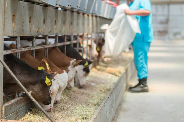 Buzağı desteklemeleri ne zaman yatacak? 2022 2. dönem buzağı destekleri ne zaman ödenecek?