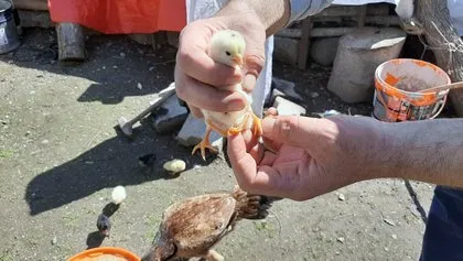 Yumurtadan çıkan civciv görenleri hayrete düşürdü! Neye uğradıklarını şaşırdılar