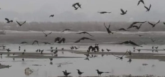 Hindistan’da dehşete düşüren görüntü! Kuşlar ve köpekler cesetleri yiyor