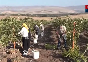 Geleneksel yöntemlerle bağ bozumu başladı