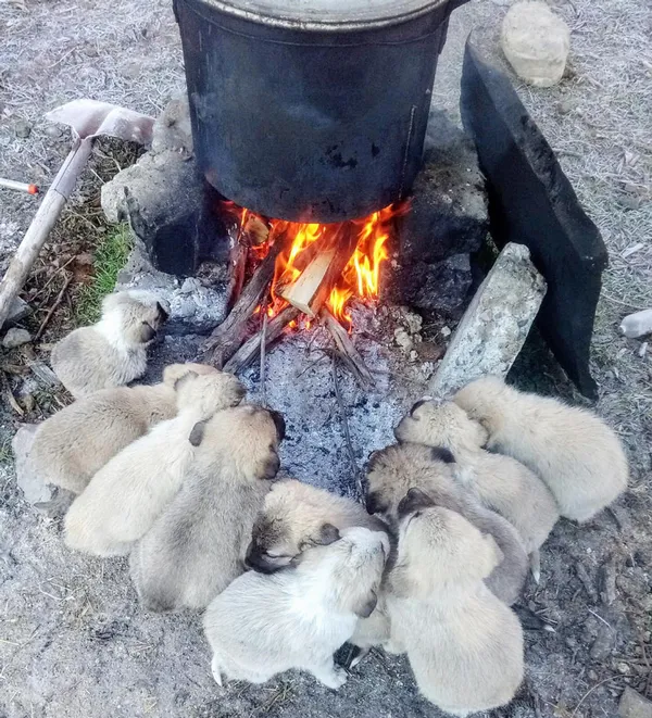 1639463710721.jpg Erzurum soğuğu köpekleri de vurdu! Tencere kaynadı onlar ısındı - 1