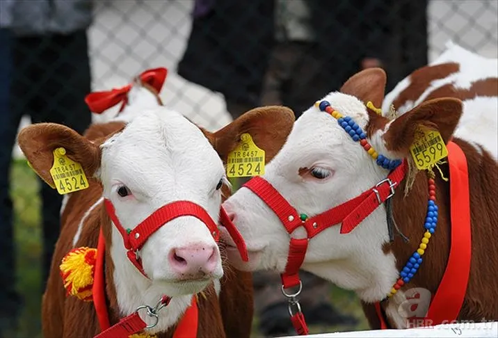Buzağı destek ödemeleri ne zaman? 1. dönem Buzağı yardımı ne kadar, hangi tarihte yatacak? 1