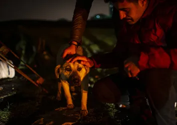 Ankara'da köpek katliamı!
