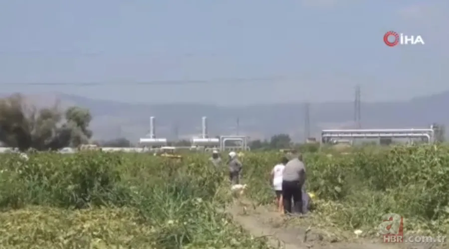 Ücretsiz dağıtıldı duyan akın etti! 220 dönümlük arazide rekor hasat! Üreticiler 600 tonu gözden çıkardı: Araçlarla gelip topladılar 2