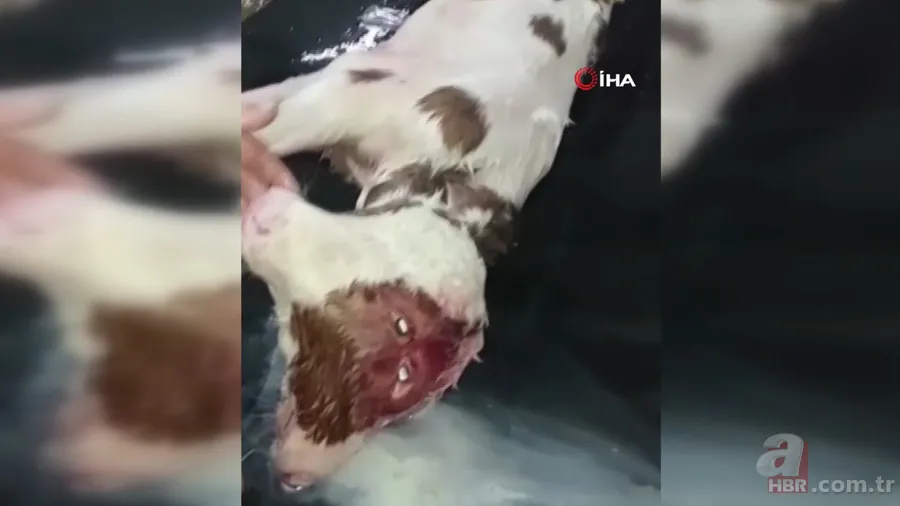 Görüntüler Afyonkarahisar’dan! Buzağıyı görünce büyük şok yaşadı... Gören şaştı kaldı 4