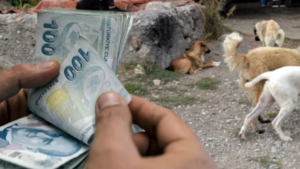 Hayvanseverlik adı altında vurgun! Veterinere gönderilen paraya el koydu, köpekleri satarak kazanç sağladı