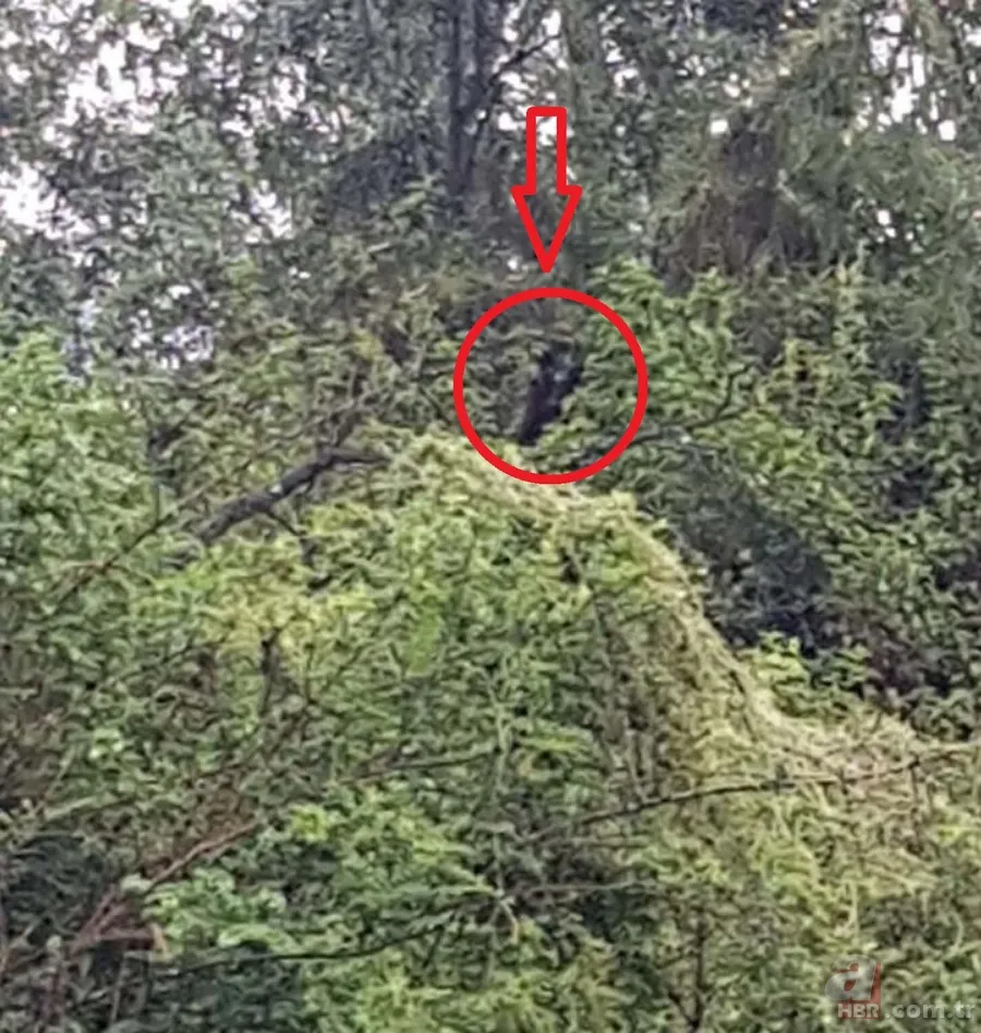 Ormandaki yaratık köylülerin korkulu rüyası oldu! Yarı insan yarı köpek... 1