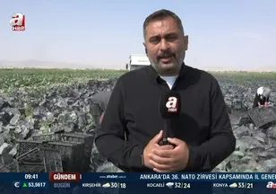 Lahana hasadı nasıl yapılıyor?
