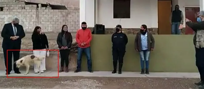 Şaşırtan anlar! Konuşma yapan belediye başkanının üzerine köpek işedi