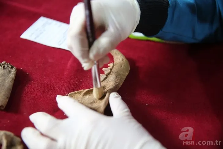 Mardin’de heyecanlandıran keşif! Anadolu parsı kemiklerinde bulundu: 1500 yıllık kesik izleri!