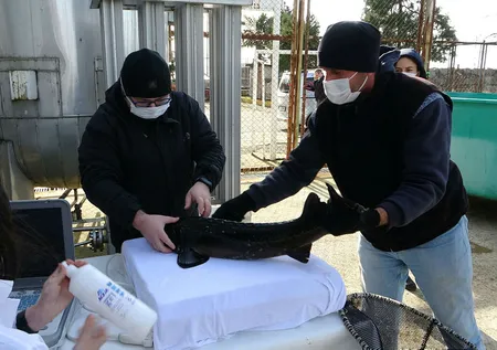 250 milyon yıllık geçmişi olan Mersin Balığı'nın 3 türü tükendi, kalan 3 türü ise kırmızı listede!