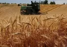 Bakan Kirişciden buğday açıklaması
