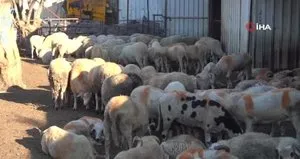 Kurbanlık alırken bu detaylara dikkat