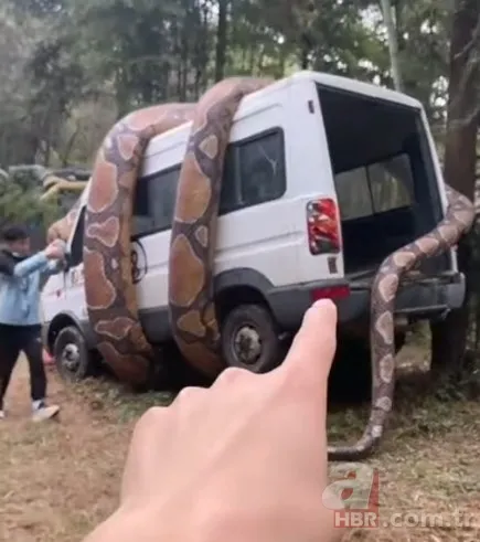 Bu görüntüler dehşete düşürdü! Dev anakonda arabayı sardı 4