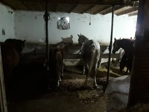 Son dakika | CHP’li İBB’nin sorumsuzluğu belgelendi! Atların ölümünde büyük ihmal