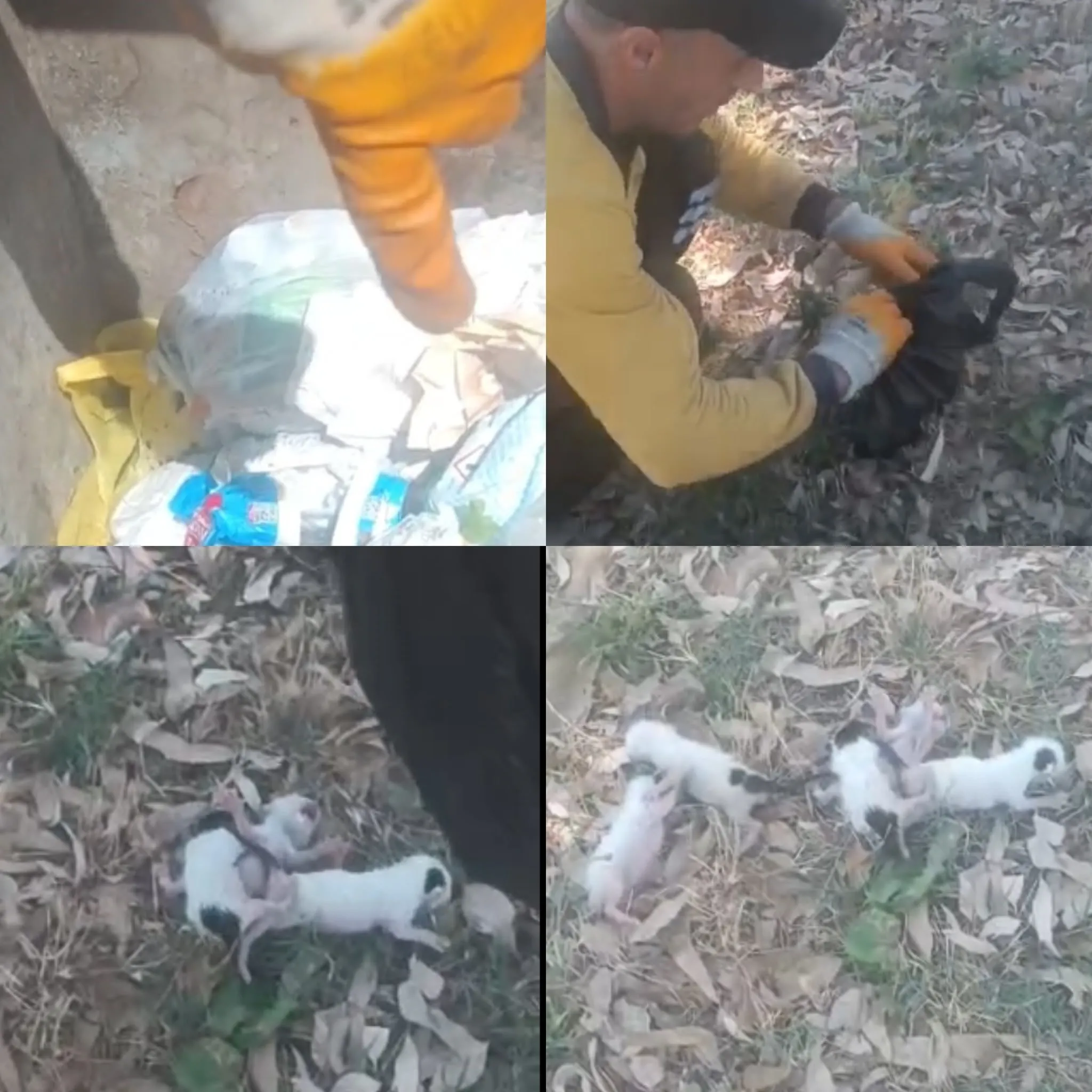 Tarsus'ta Çöp Konteynerinde Ağzı Bağlı Poşette 5 Yavru Kedi Bulundu