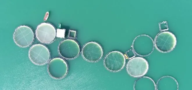 Van’da baraj gölünde kuraklık endişesi: Oksijensiz kalıp öldüler