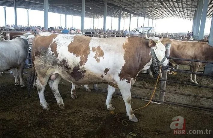 KURBANLIK DANA FİYATLARI 2023! Kurbanlık fiyatları ne kadar, kaç TL? Büyük baş, küçükbaş, koyun... 10