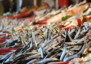Hamsi balıkçının yüzünü güldürüyor! Fiyatlarda...