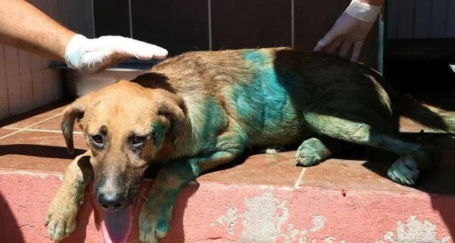 Sakarya'da köpeğin vücuduna jiletle "it" yazdılar - 1