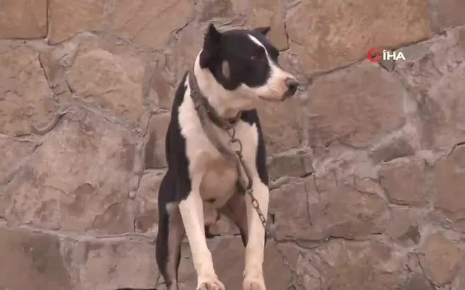 Kopek Dunyasinin En Serti Olan Pitbull Cinsinin Ozellikleri