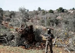 Katil İsrail şimdide ağaçları hedef aldı! 1 haftada 3 binden fazla zeytin ağacı hasar gördü