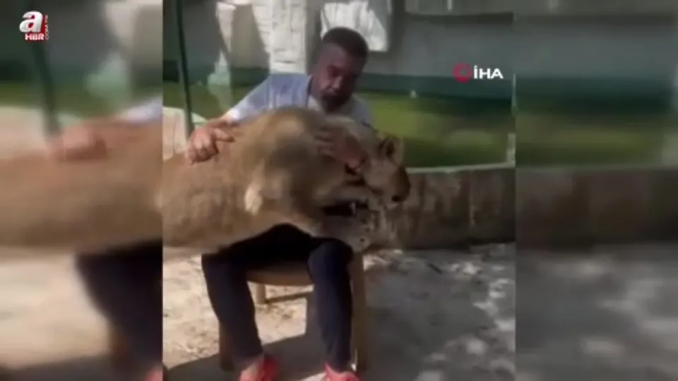 Çiftçiye saldıran aslanın sahibi konuştu