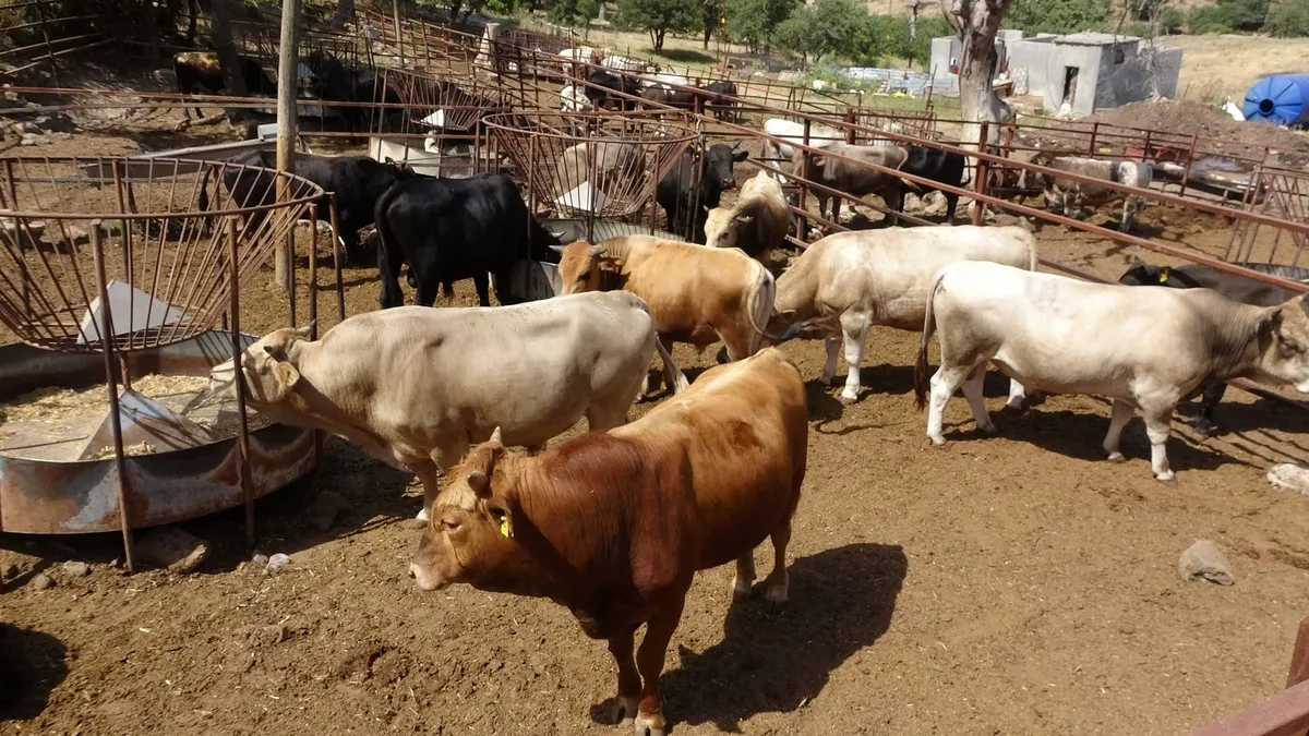 Yaklaşık 2 ton ağırlığında! Fiyatı adeta ikinci el otomobiller ile yarışıyor | Günlük 15 kilo yem tüketiyor
