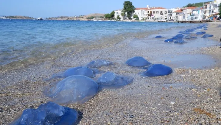 İzmir plajlarını istila ettiler! Sahile gelenler gözlerine inanamadı